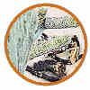 Native American Indian Botanicals & Herbs