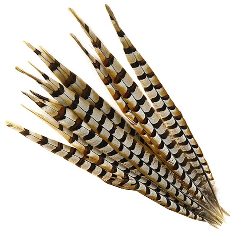 Reeves Venery Pheasant Tail Feathers 1620" Pheasant Feathers Crazy