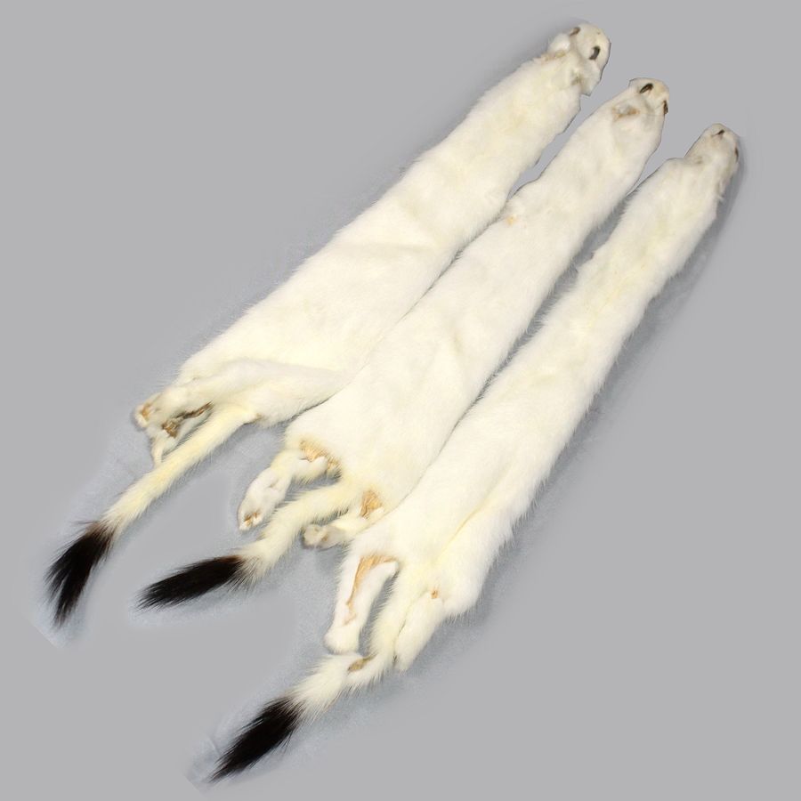 Ermine Furs 14"18" 1st Quality Ermine Pelts with Tails