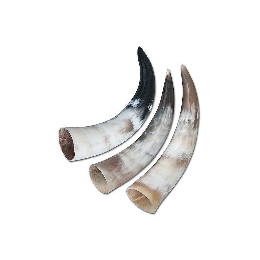 Scrimshaw Horns, 9"13" Bull Horns Crazy Crow Trading Post