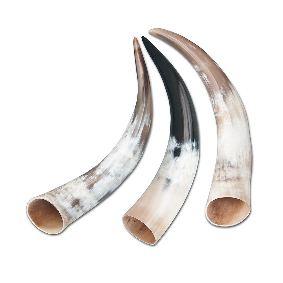 Scrimshaw Horns, 1518" Bull Horns Crazy Crow Trading Post