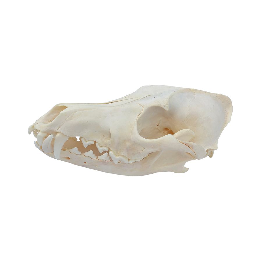 Crazy Crow Trading Post: Coyote Skull