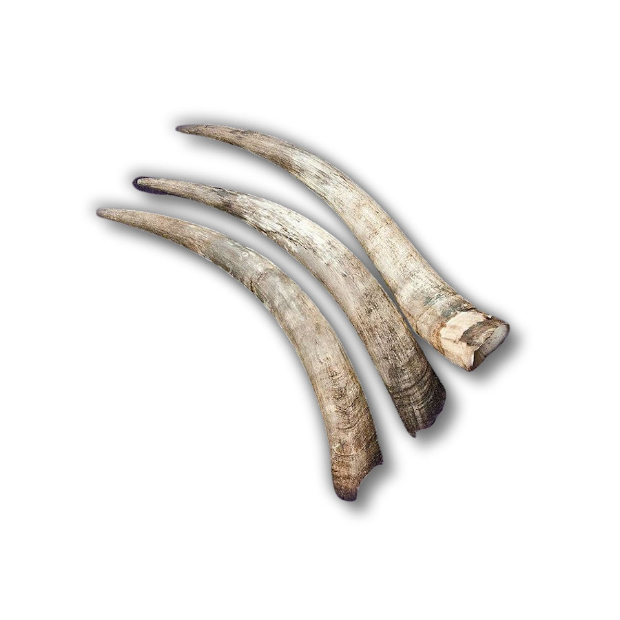 Crazy Crow Trading Post Genuine Steer Longhorns, 10" 16"