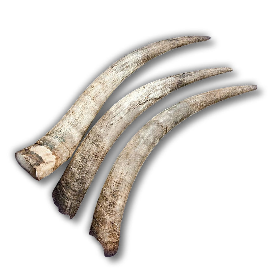 Genuine Steer Longhorns, 22" 28" Bull Horns Crazy Crow Trading Post