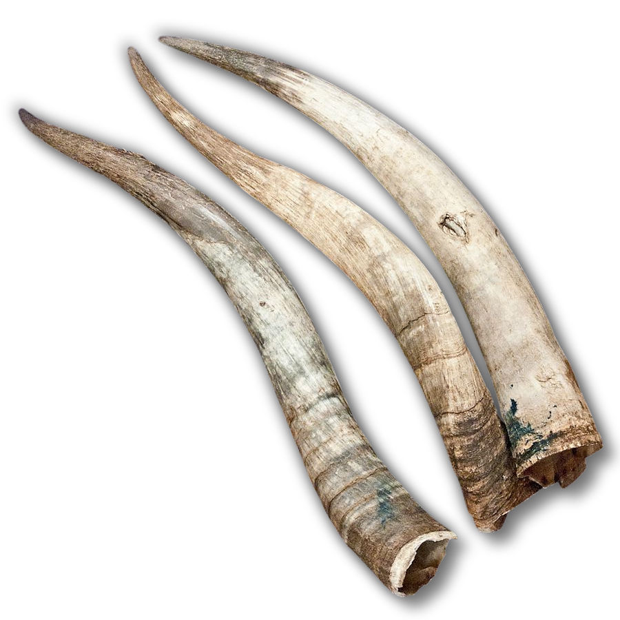 Genuine Steer Longhorns, 28" 32" Bull Horns Crazy Crow Trading Post