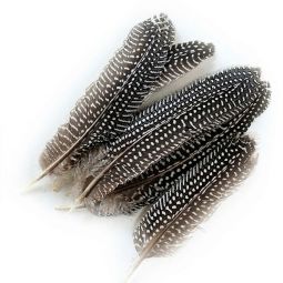 Guinea Hen Wing Feathers, 5-1/2" - 7"