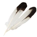 Immature Golden Eagle Feathers - Pair
