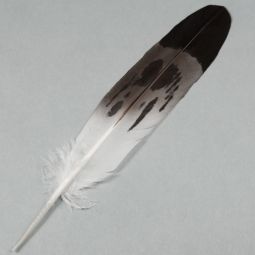 Hand Painted Semi-Mature Golden Eagle Feathers, Singles