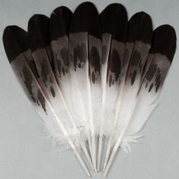 Semi-Mature Golden Eagle 7-Feather Fan Set