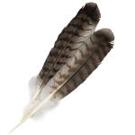 Hand Painted Red-Tail Hawk Feathers - Pair (12"-13")