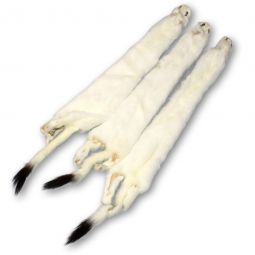 Ermine Furs XL Select 18”+