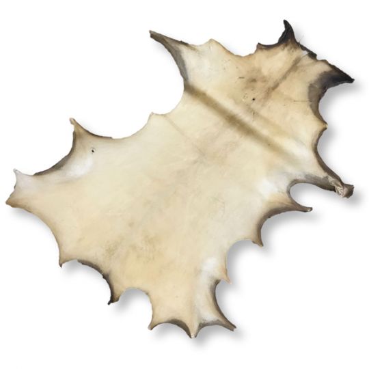 Bleached Deer Rawhide (aprox 12 sf) | Crazy Crow Trading Post