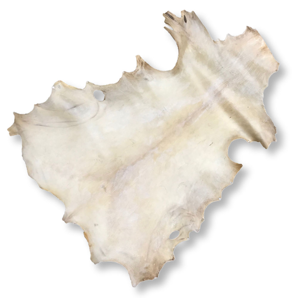 Elk Rawhide, Bleached (aprox 20-22 sf) | Crazy Crow Trading Post