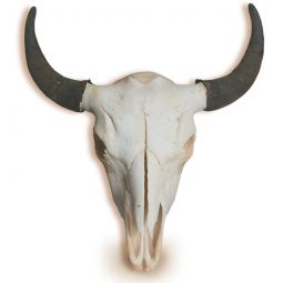 Buffalo Skull - Genuine