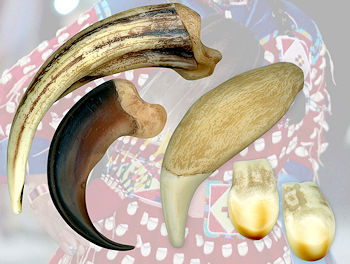Replica Claws & Teeth