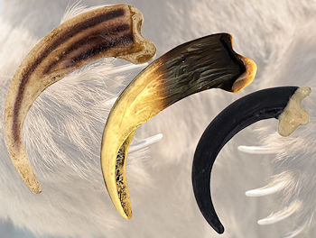Realistic Claws - Economy Line