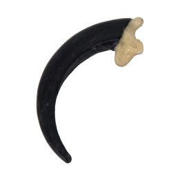 Resin Replica Eagle Claw 3 1/2"