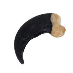 Resin Replica Black Bear Claw 2-1/2"