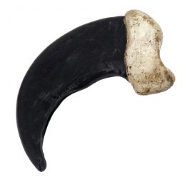 Resin Replica Black Bear Claw 2-1/2"