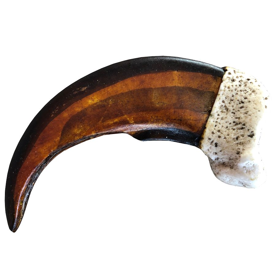 Artistic Reproductions Grizzly ClawLarge, 51/2" Crazy Crow Trading