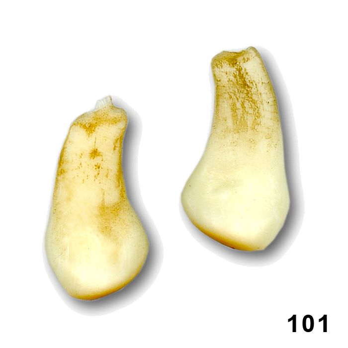 Replica Elk Teeth (Pairs) Style 2 Crazy Crow Trading Post