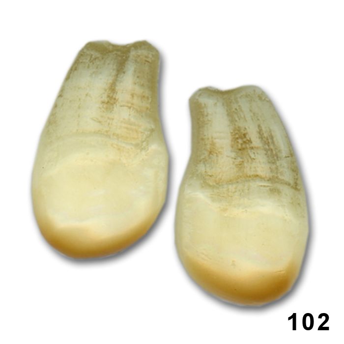 Replica Elk Teeth (Pairs) Style 2 Crazy Crow Trading Post