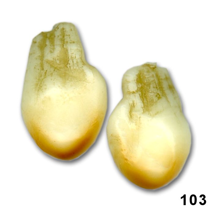 Replica Elk Teeth (Pairs) Style 3 Crazy Crow Trading Post