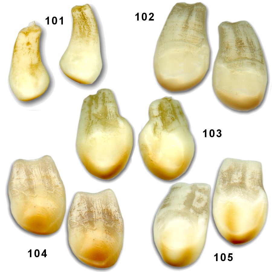 Replica Elk Teeth (Pairs) Crazy Crow Trading Post
