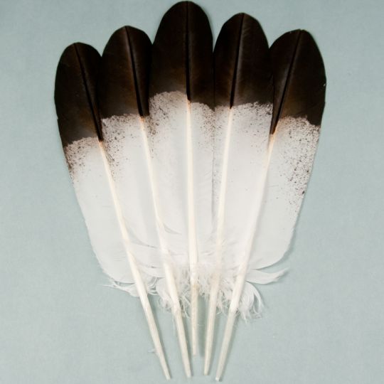 Immature Golden Eagle 5-Feather Fan Set | Eagle Feathers | Crazy