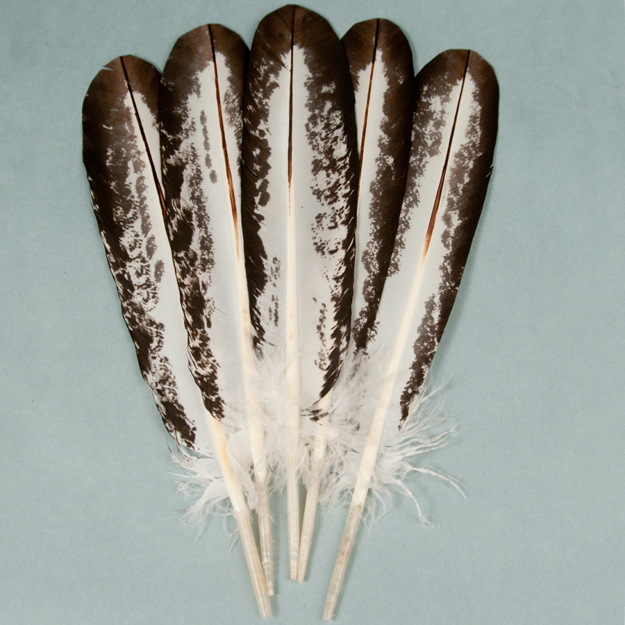 Immature Bald Eagle 5-Feather Fan Set | Eagle Feathers | Crazy Crow