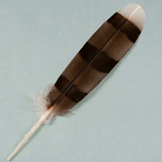 Hand Painted Cooper Hawk Feathers, Singles | Crazy Crow Trading Post