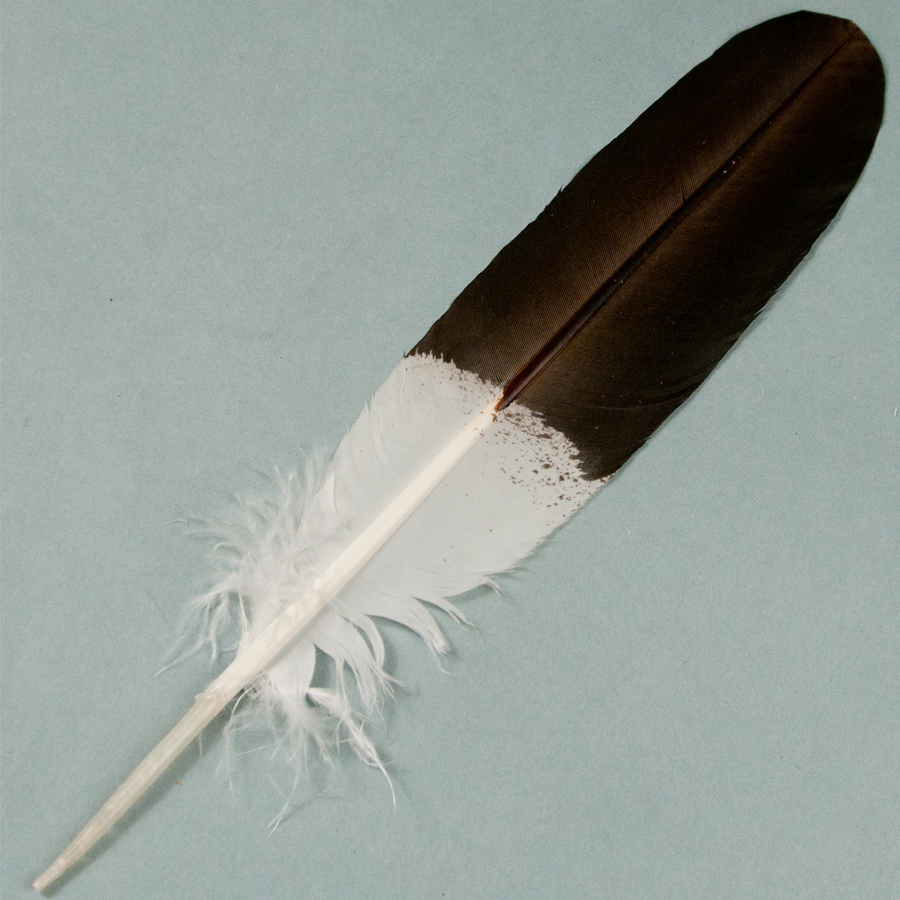 Hand Painted Bald Eagle Wing Feathers, Singles Crazy Crow Trading Post