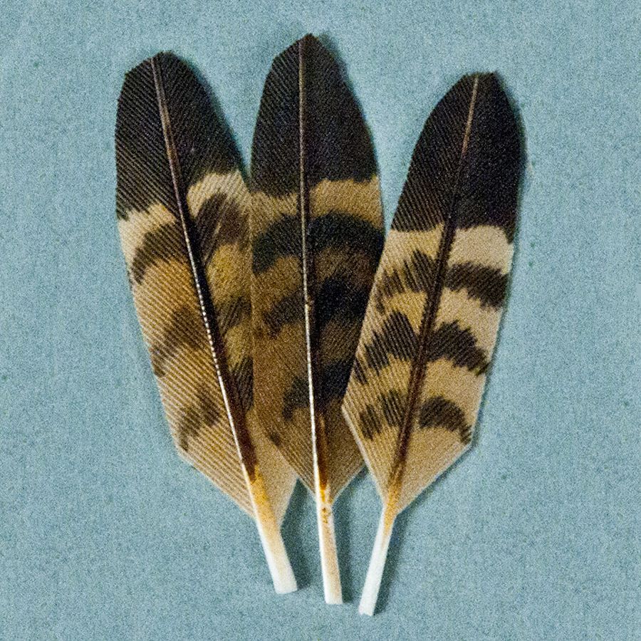 Red Shoulder Hawk Mini Feathers Crazy Crow Trading Post