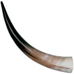 Extra Large Polished Horns, 18" - 20"