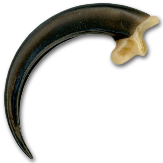 Replica Eagle Claw- Large 3-1/2