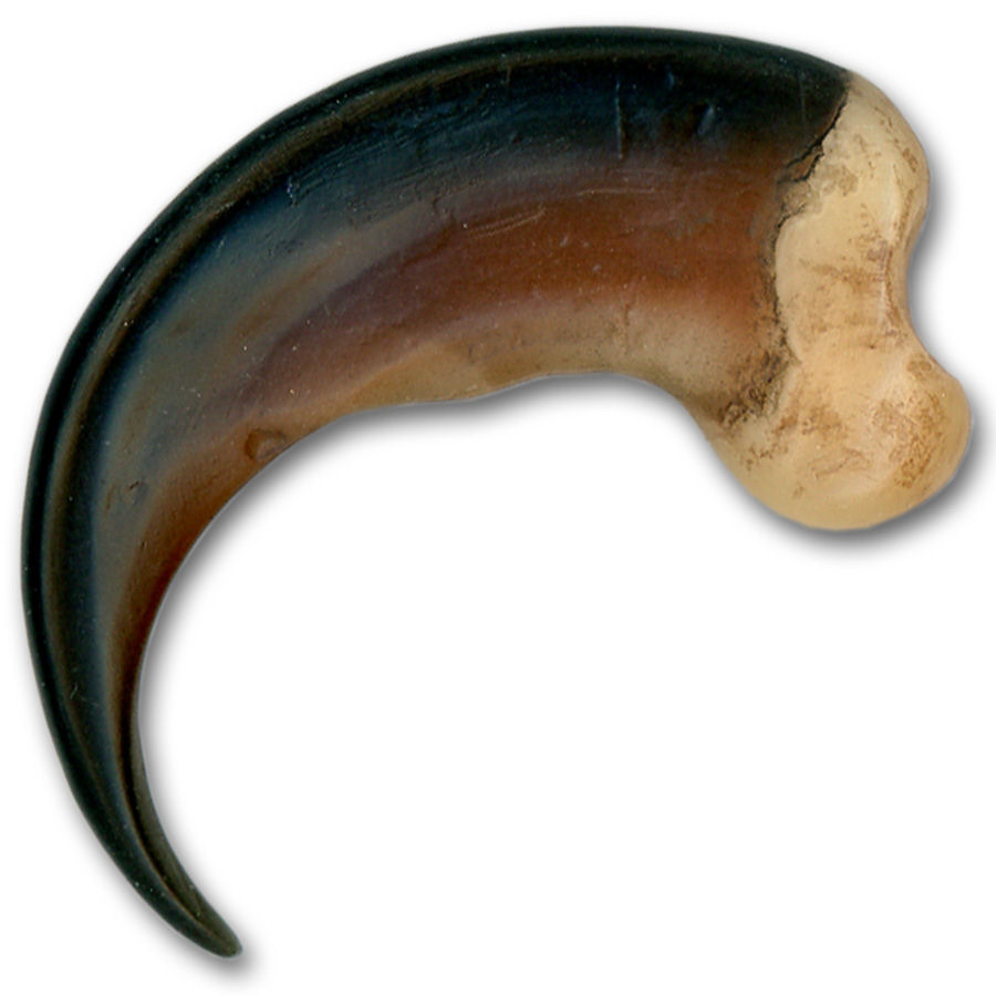 Replica Black Bear Claw Large 31/2" Crazy Crow Trading Post