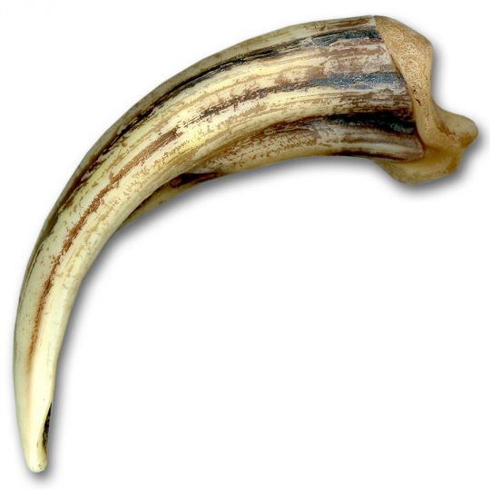 Replica Kodiak Claw- Right Curve- X-Lg 6