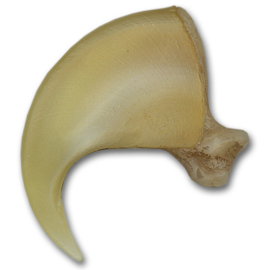 Replica Mountain Lion Claw 31/2" Crazy Crow Trading Post