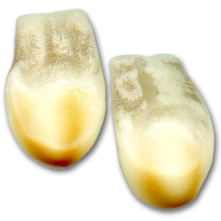 Replica Elk Teeth Singles Crazy Crow Trading Post