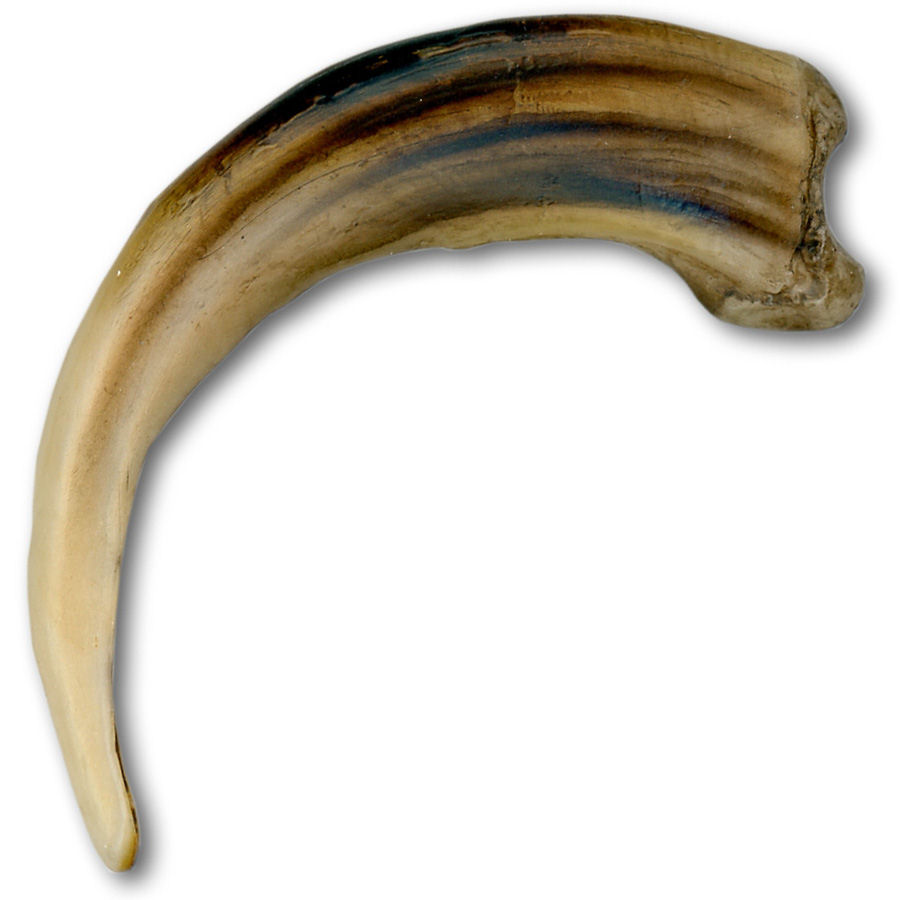 Replica Plains Grizzly Claw XXL 5" Crazy Crow Trading Post