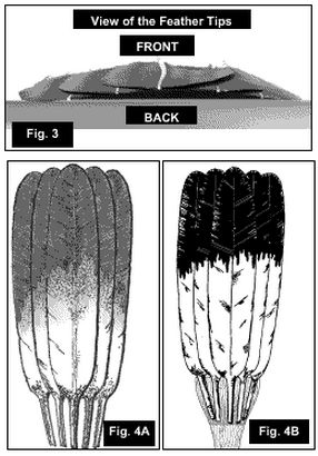 flat-fan-article-004-286×410 American Indian Flat Dance Fan Construction