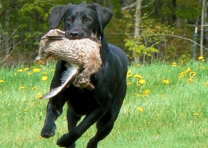 Hunting - Crazy Crow Trading Post Craft Resources