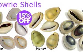 Drilled Cowrie Shells - Drilled Ringtop Cowrie Shells, Drilled Money Cowrie Shells, Drilled Purple Top Cowrie Shells - Crazy Crow Trading Post