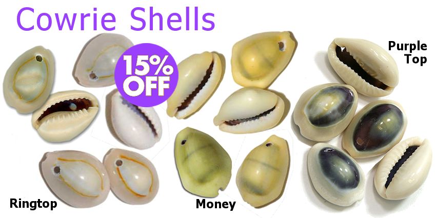 Drilled Cowrie Shells - Drilled Ringtop Cowrie Shells, Drilled Money Cowrie Shells, Drilled Purple Top Cowrie Shells - Crazy Crow Trading Post