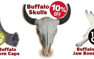 Buffalo Skulls Sale - Crazy Crow Trading Post