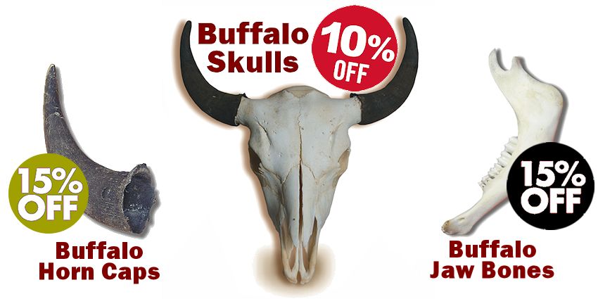 Buffalo Skulls Sale - Crazy Crow Trading Post