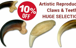 Artistic Reproduction American Made Claws and Teeth Sale - Crazy Crow Trading Post