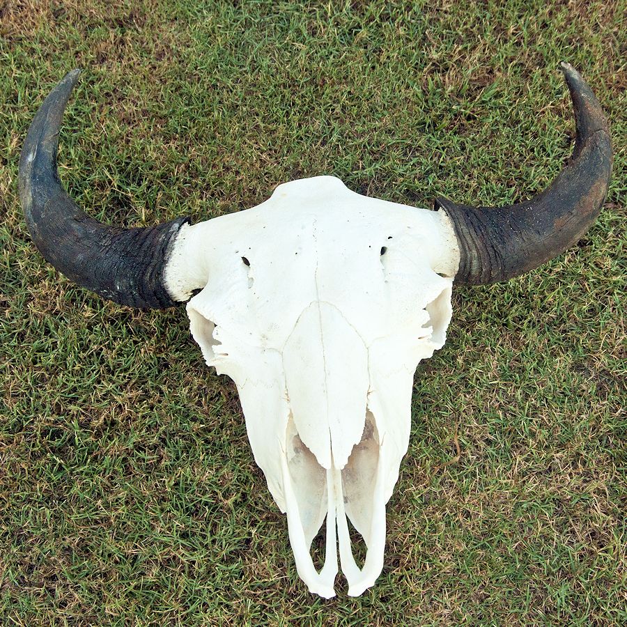 Large Buffalo Horns, 12"-15" - Crazy Crow Trading Post
