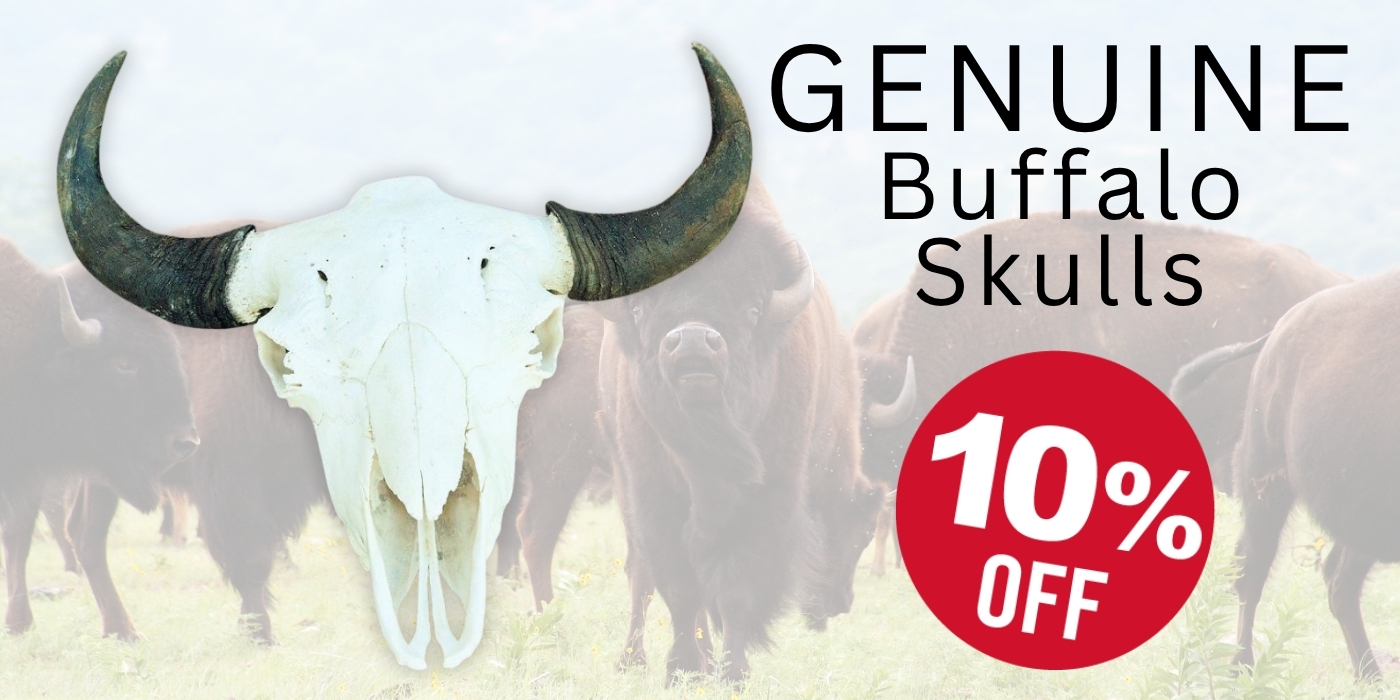 Genuine Buffalo Skull Sale - Crazy Crow Trading Post